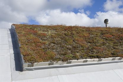 Green roofing system with sedum