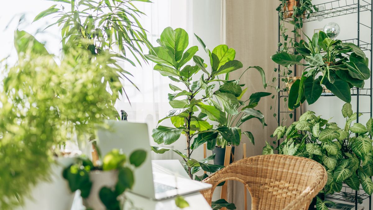 Comment polliniser les plantes d'intérieur : les experts en jardinage donnent leurs meilleurs conseils