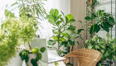 A bright, white, airy indoor office with a wicker chair and seven different lush and thriving houseplants around