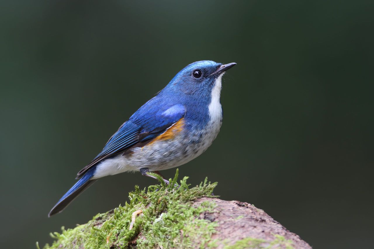 A Red-flanked Bluetail.