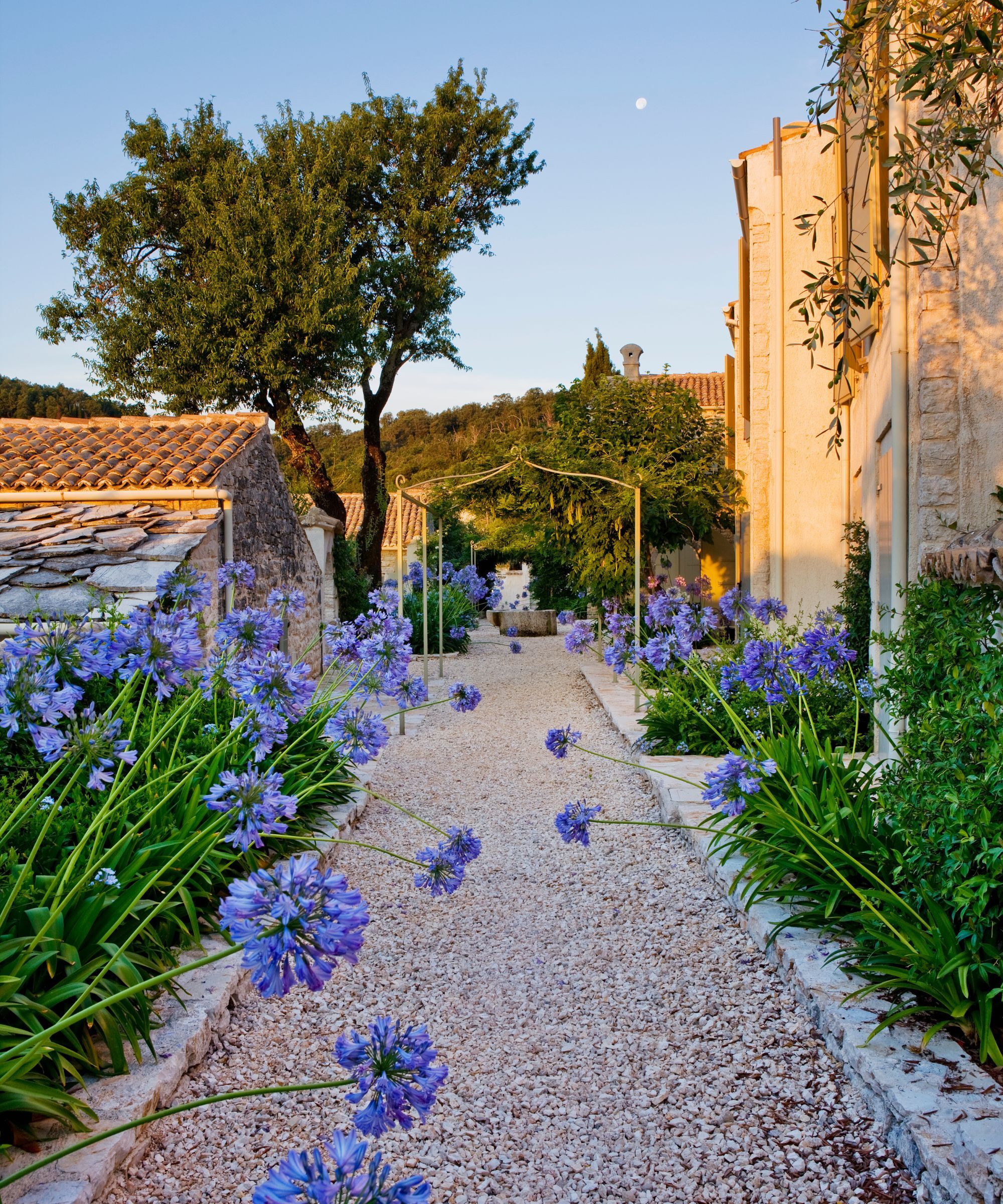 An Agapanthus walkway