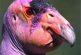 The California condor is highly endangered, and there are currently only about 100 of them left in the wild.