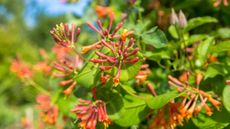 Coral honeysuckle with orange blooms in a sunny garden border
