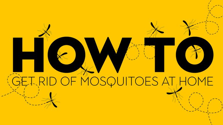 A vector image with black text and depiction of mosquito insects flying around text on yellow background