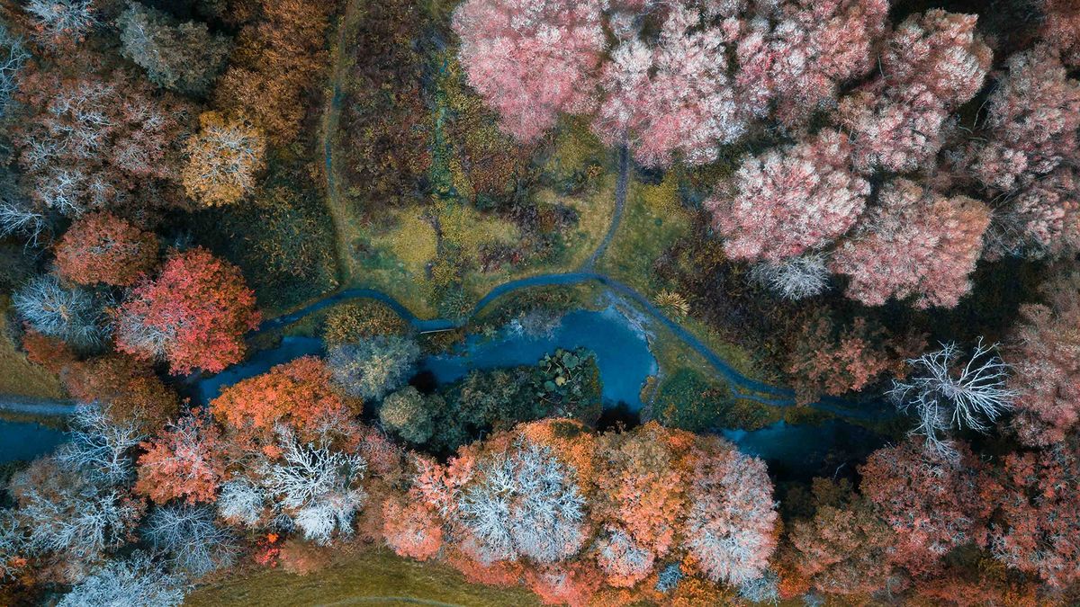 Drone photography: shot of a river in an autumnal forest