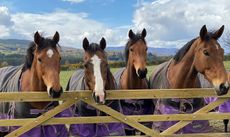 Former racehorses Brook, Delatite, Can Can Dream and Intiwin at HorseBack UK