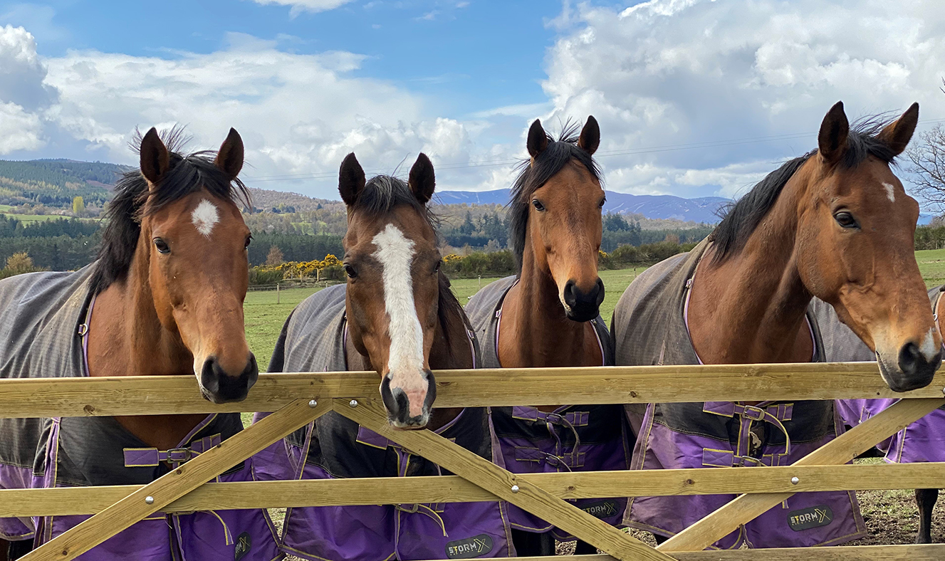 Former racehorses Brook, Delatite, Can Can Dream and Intiwin at HorseBack UK