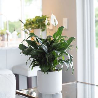 A white peace lily on a glass table in a white room