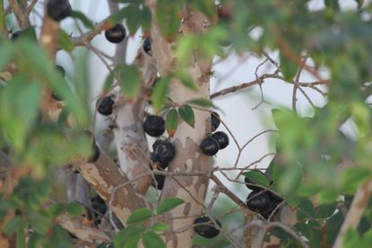 Jaboticaba Fruit Tree