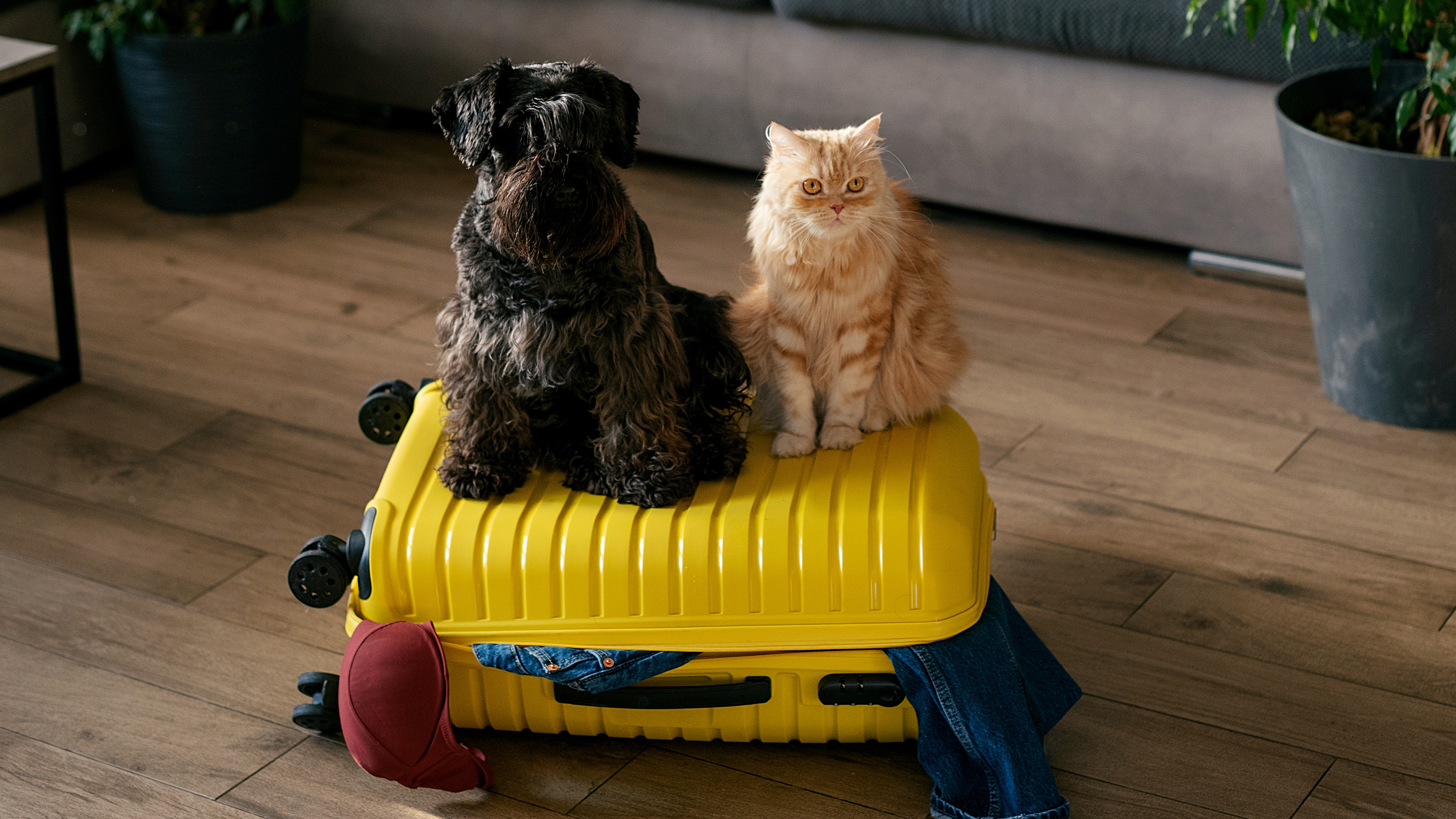 Dog and cat sitting on suitcase