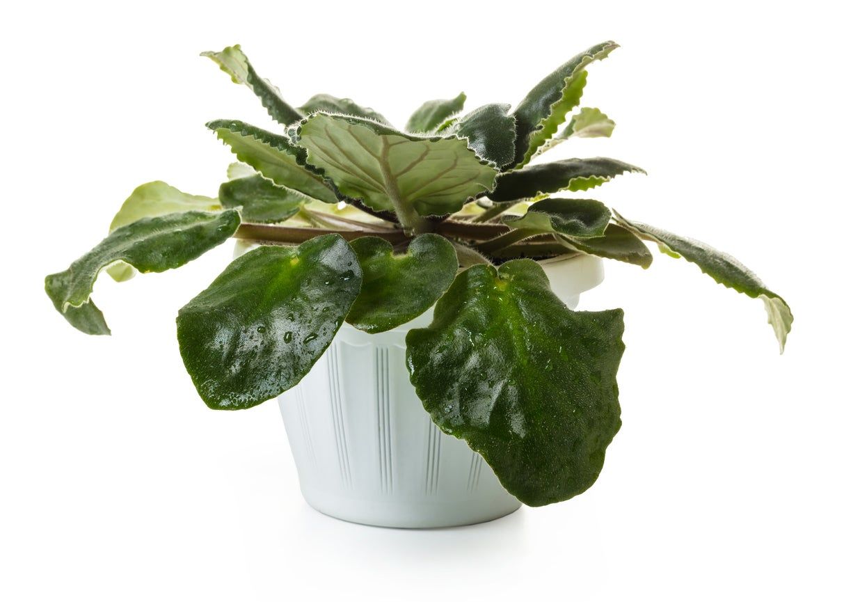 Potted African Violet Leaves