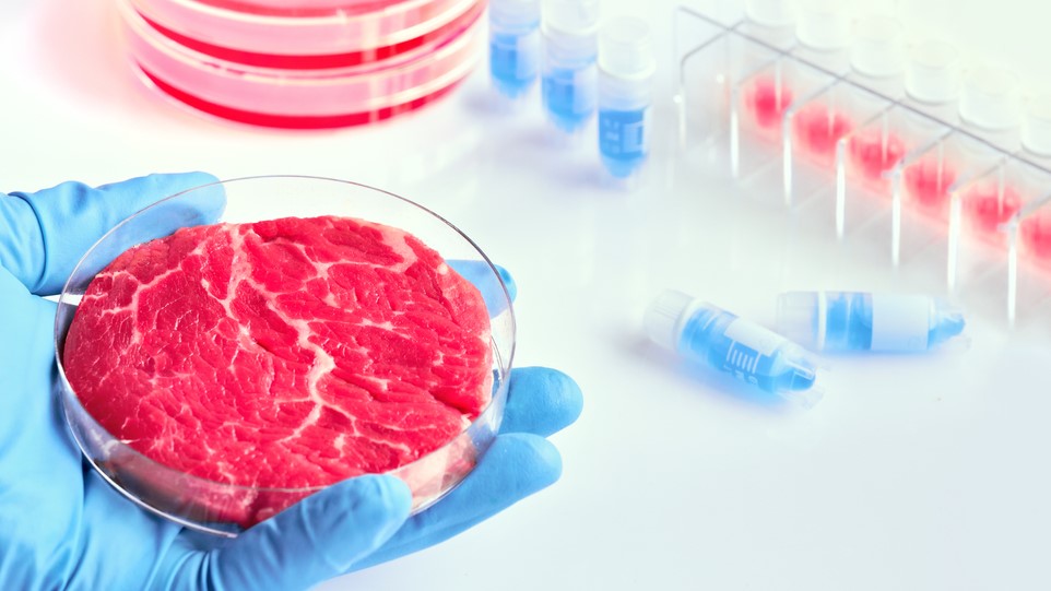 A gloved hand holds a petri dish containing synthetic meat.
