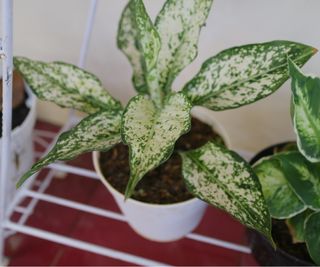 Chinese evergreen in a pot