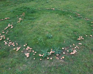 fairy ring of mushrooms growing in a patch of lawn