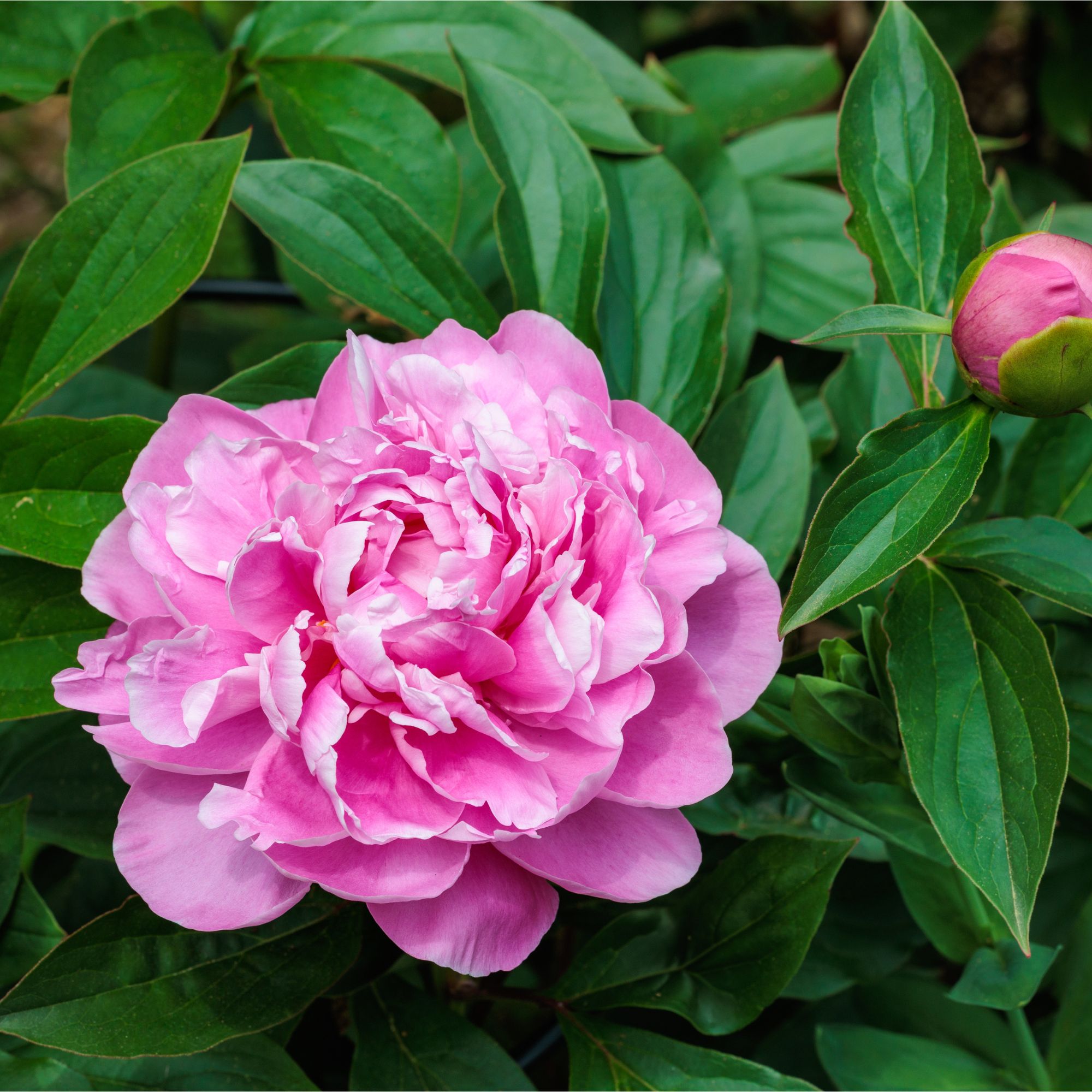 Pink peonies growing in garden