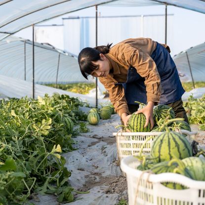 A woman harvests melons in a hoop house