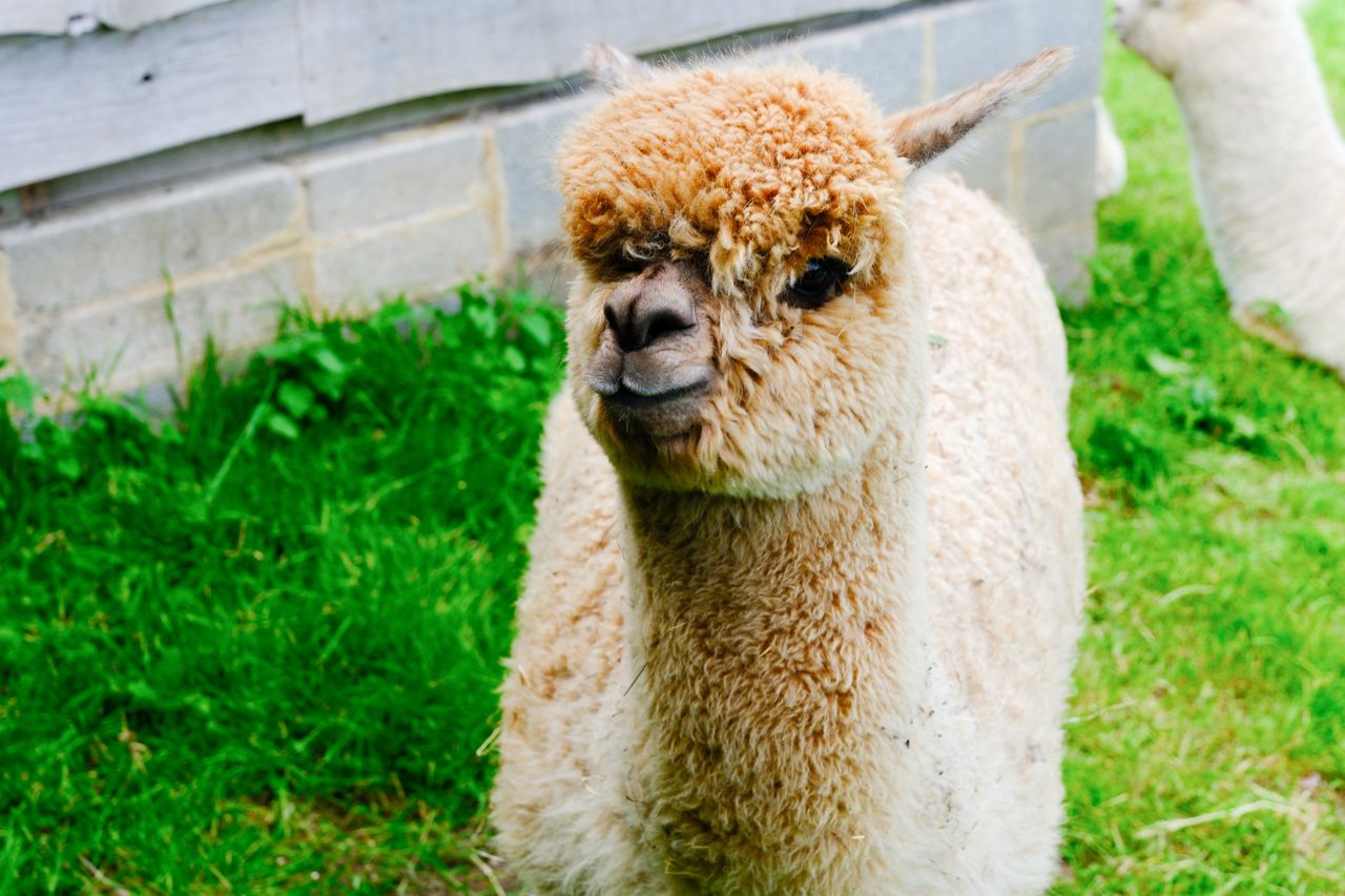 A light brown alpaca at Bath City Farm, taken on a Fujifilm X-T50 camera