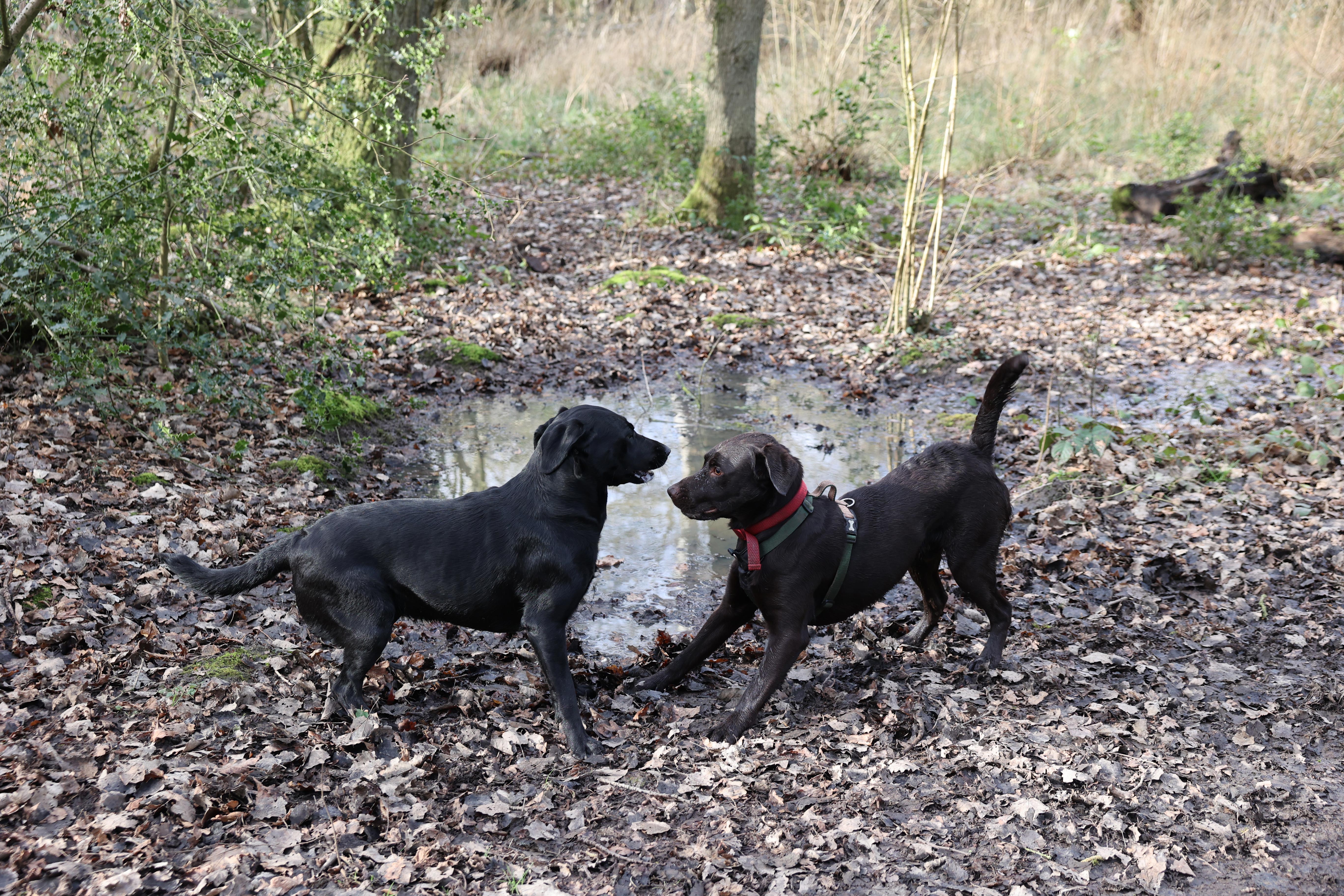 A shot taken with the Canon EOS R6. It shows two Labrador dogs playing in a wood