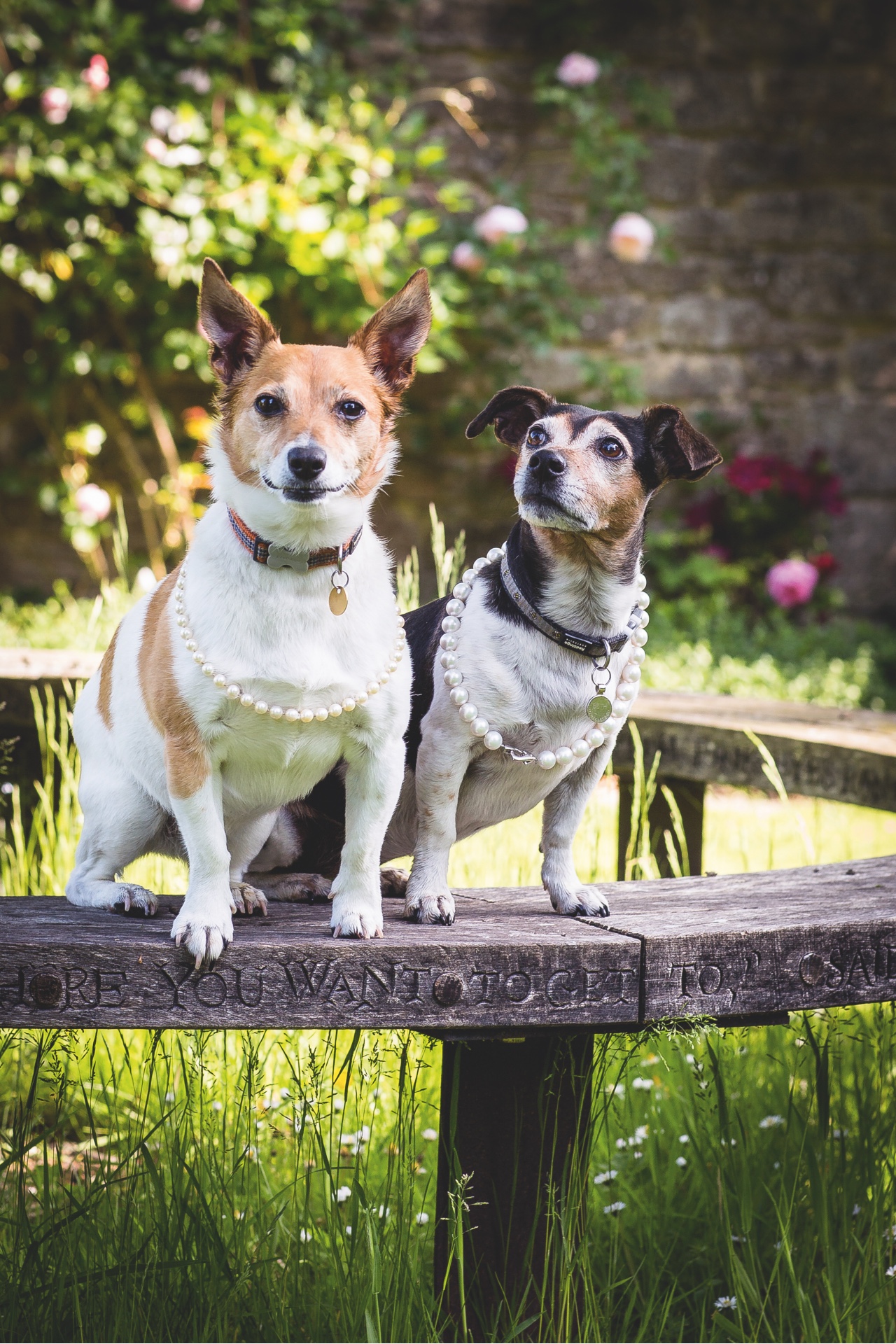 The Queen&#039;s Jack Russell terriers, Beth (pictured right) and Bluebell.