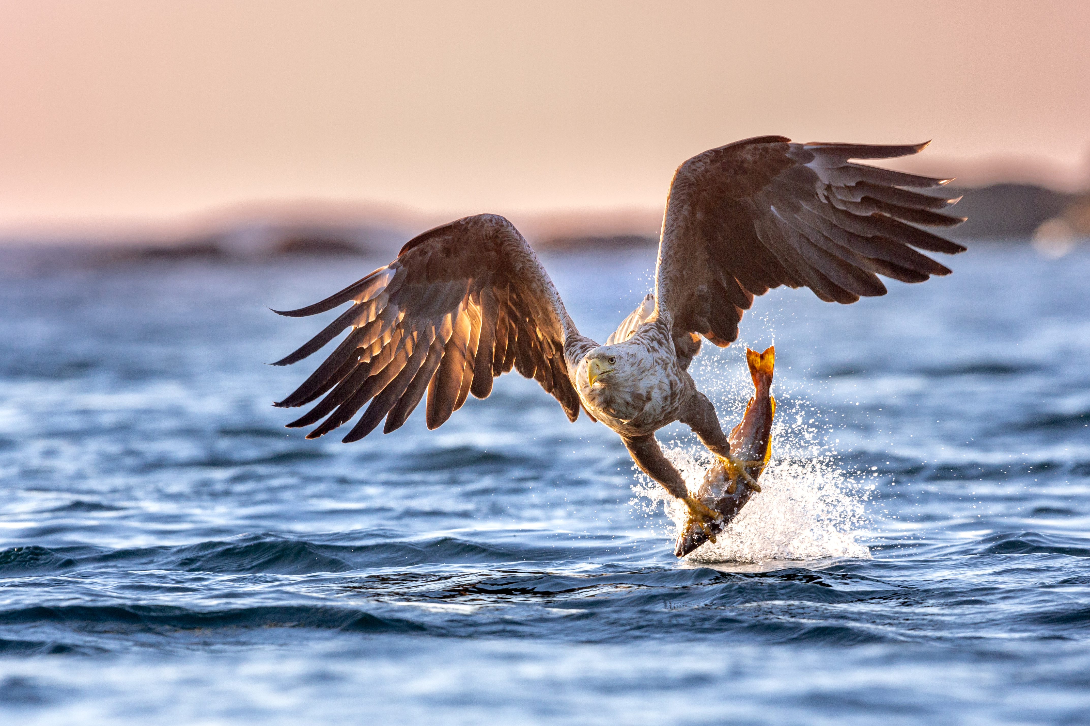 White-tailed eagle aka sea eagle