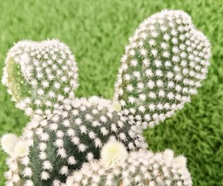 Bunny ears cactus