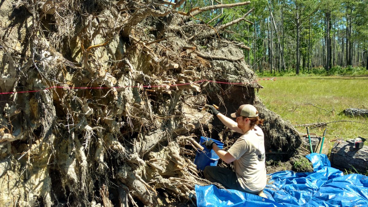 Andrea Repp, Forest Service Archeologist, measures the holes created by the uprooting of large pine trees in the area.