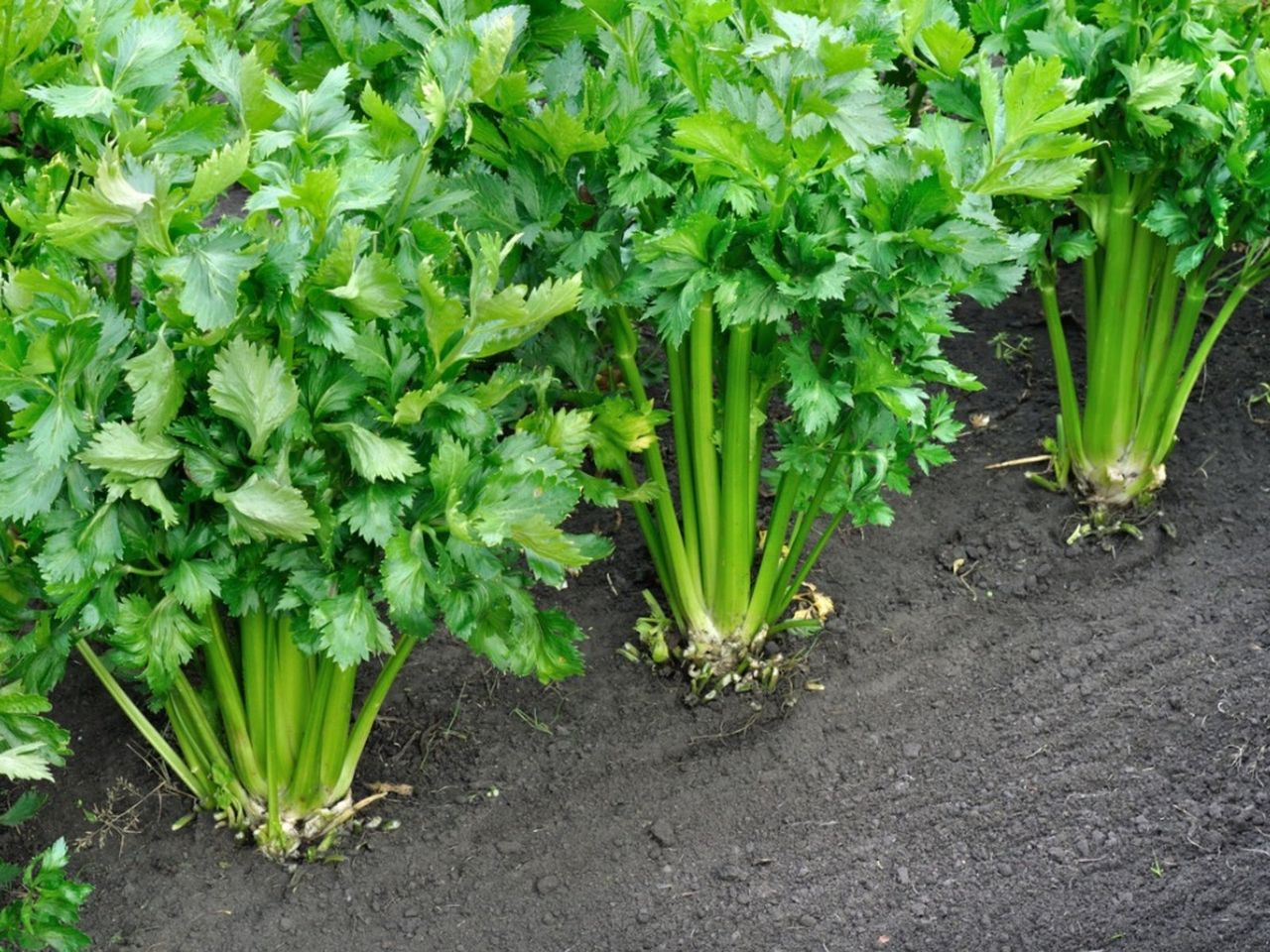 Skinny Celery Stalks In The Garden