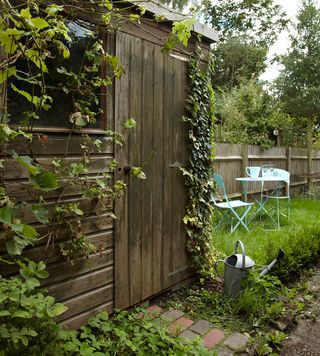Garden shed and wooden fence with overgrown ivy