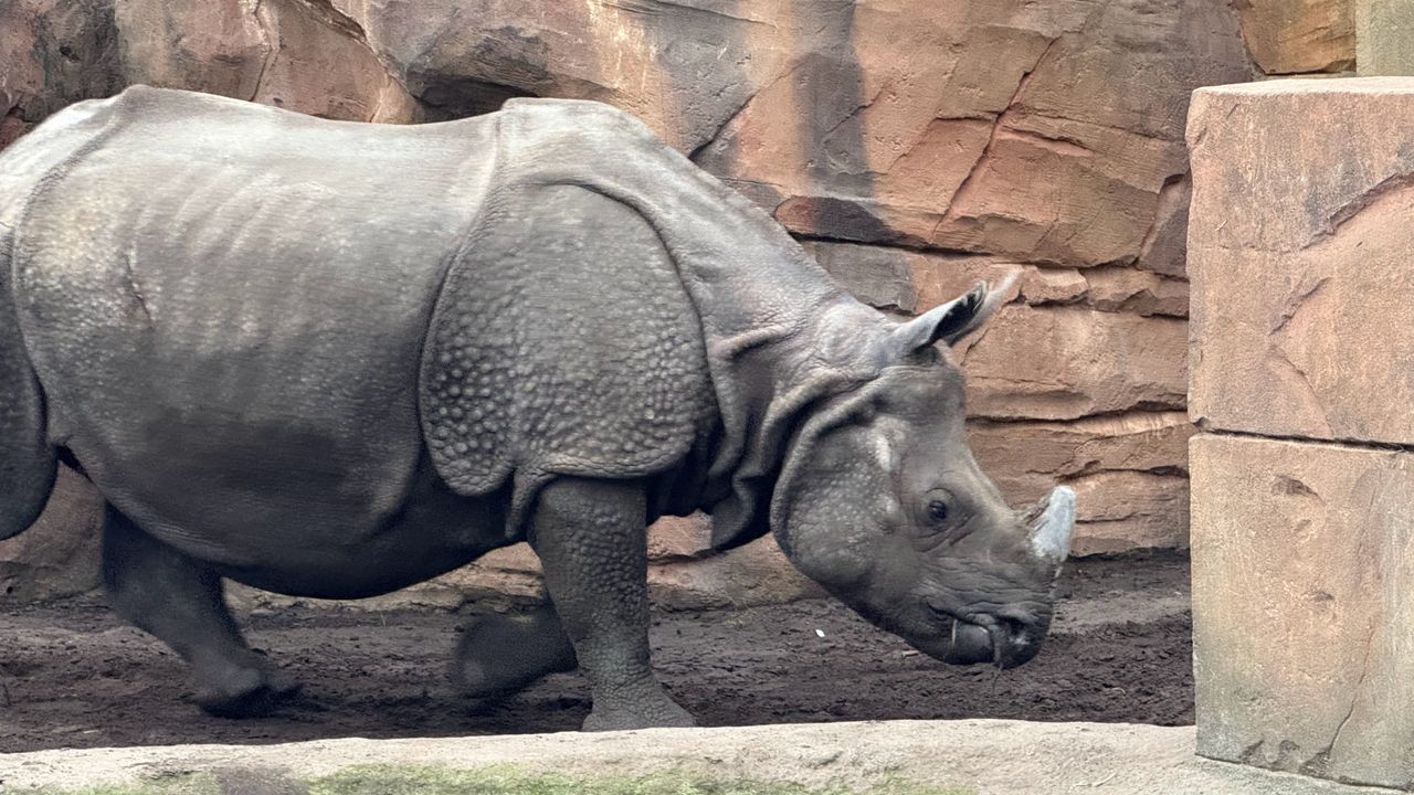 A selection of photos of animals taken at Berlin Zoo on the iPhone 16 Pro Max and Samsung Galaxy S25 Ultra