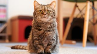 A Munchkin cat, one of the most playful cat breeds, sitting on the carpet and looking at camera