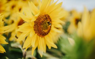 best plants for beginners: sunflower and bee