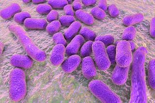 The bacteria Acinetobacter baumannii can be a hospital-acquired infection