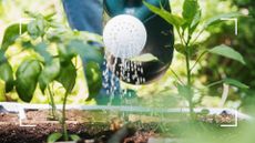 picture of person watering vegetables in garden with watering can