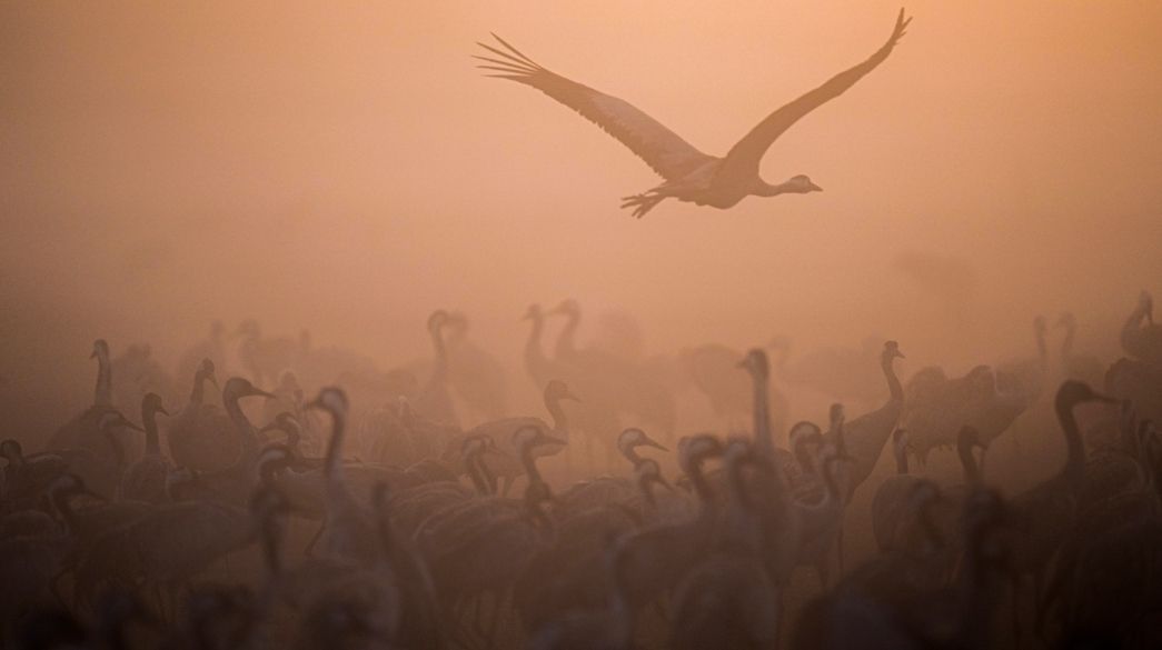 Migrating Cranes.