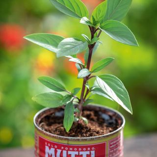 basil planted an old tomato tin