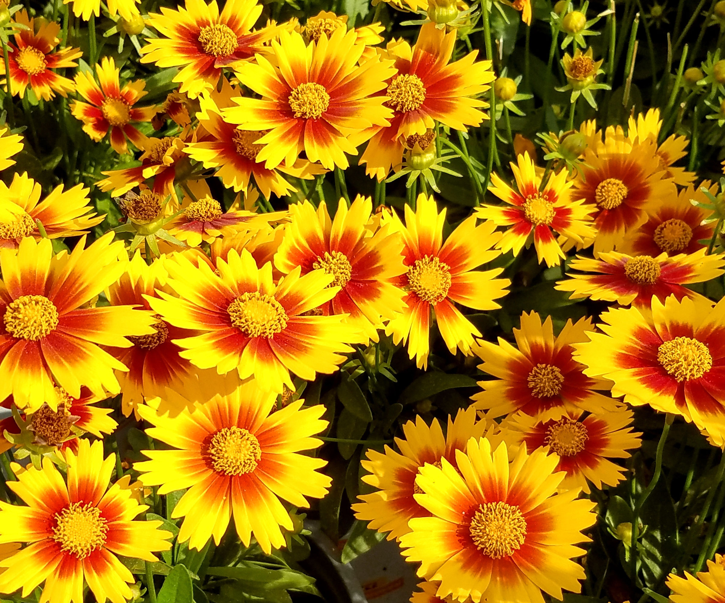 coreopsis plants with bright yellow and orange petals