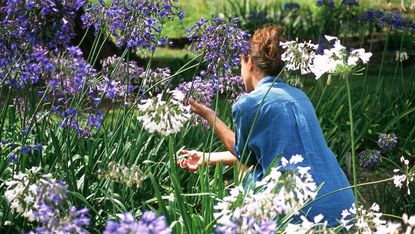 how to grow agapanthus