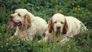 two clumber spaniels lying down