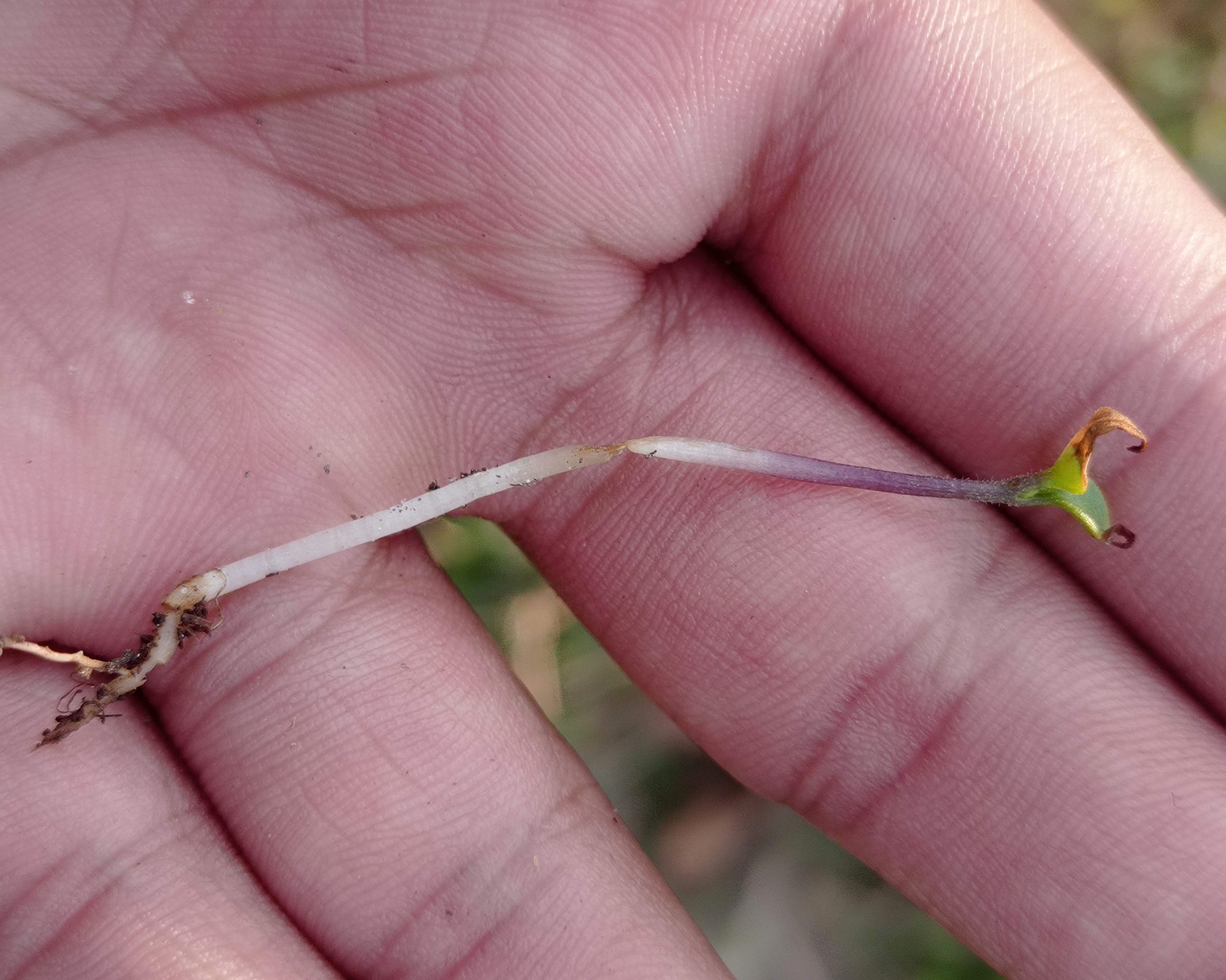 White mold on seedling soil
