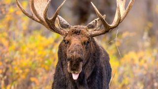 Bull moose sticking out tongue