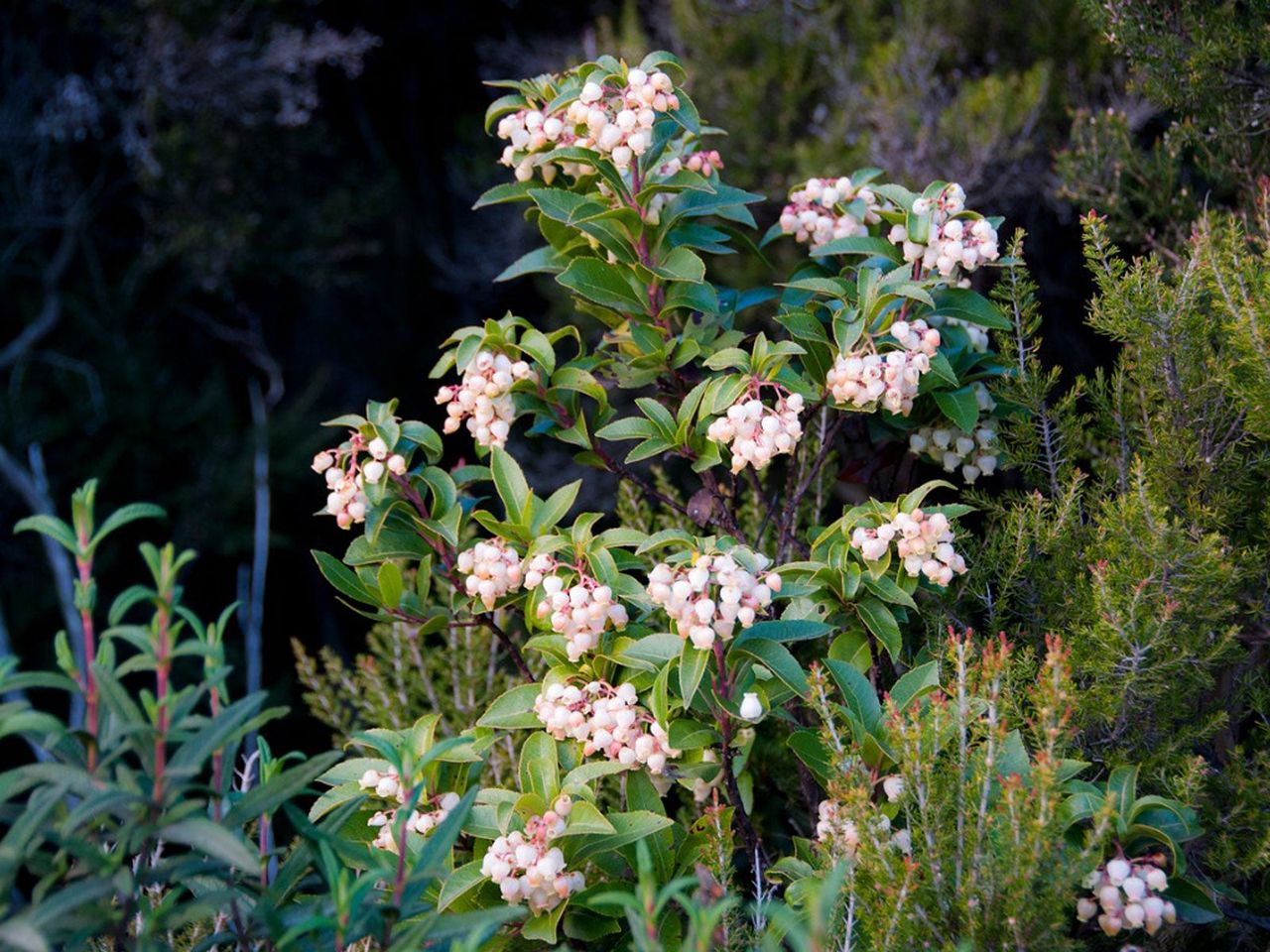 Blooming Tree In Garden