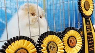 Persian cat surrounded by rosettes at cat show