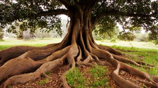 A tree with the roots showing