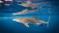 Whale shark swimming near to the surface of ocean underwater