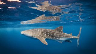 Whale shark swimming near to the surface of ocean underwater