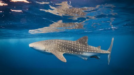 Whale shark swimming near to the surface of ocean underwater