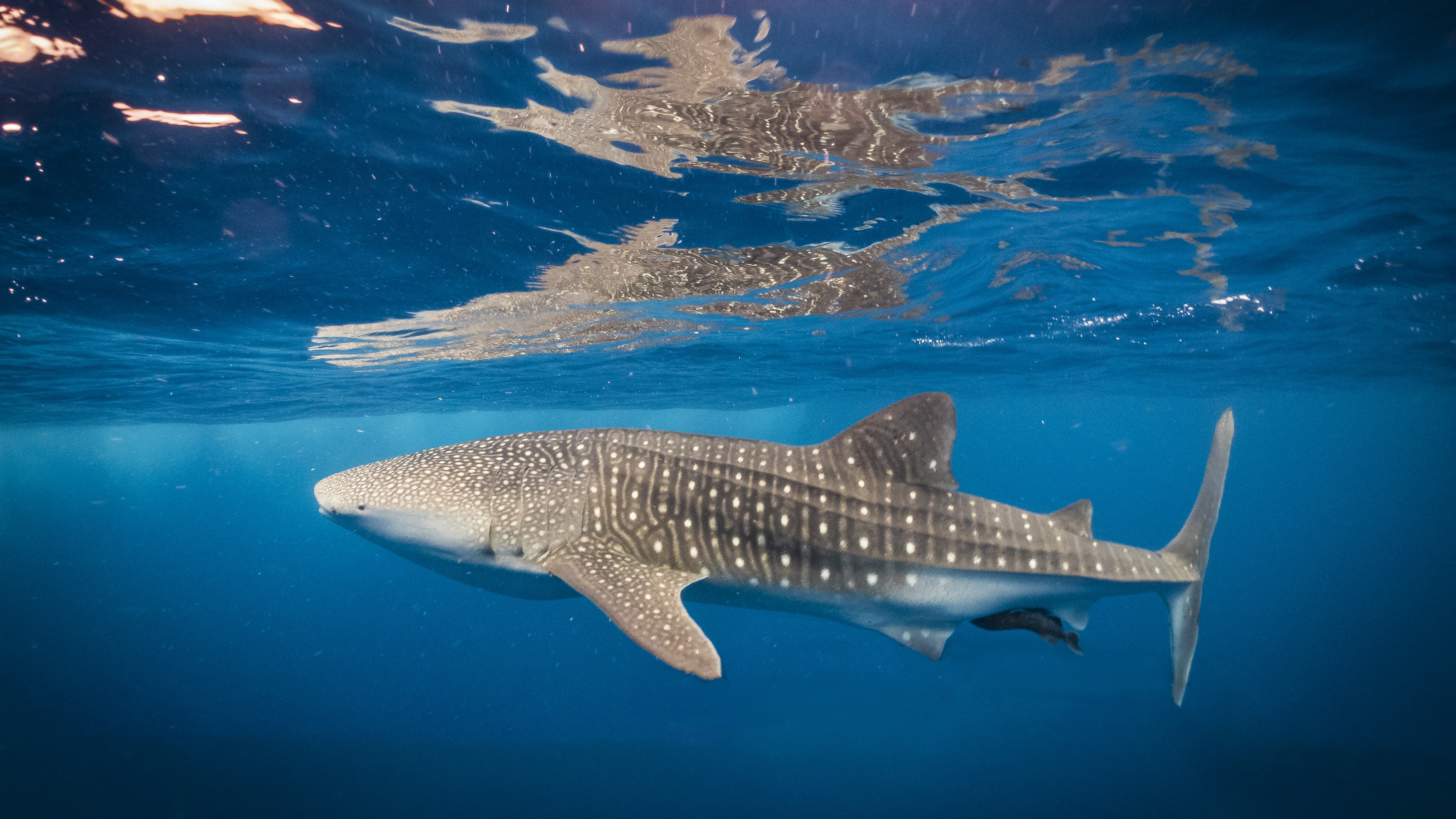 Whale shark swimming near to the surface of ocean underwater