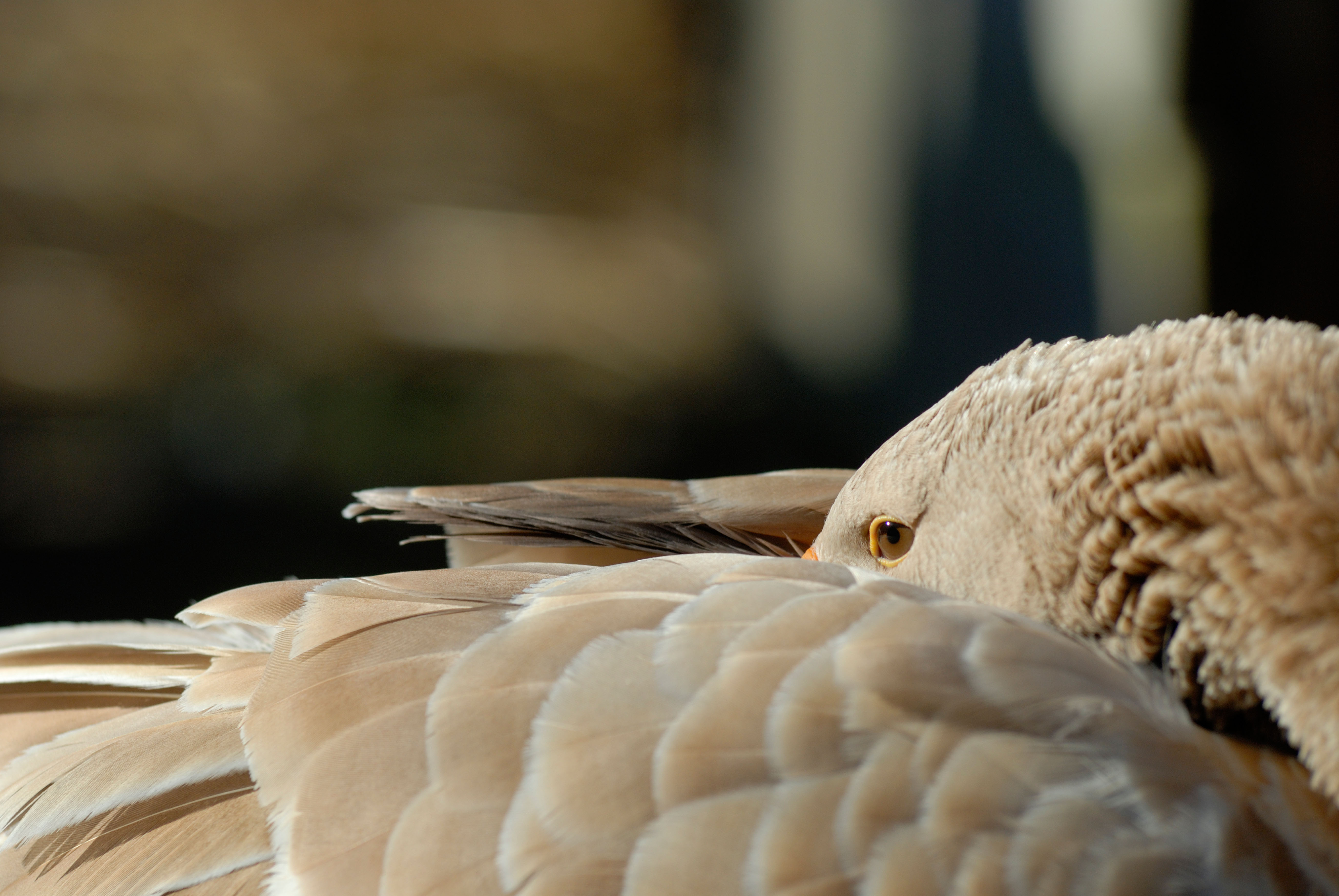 Pure breed Brecon Buff goose dozing