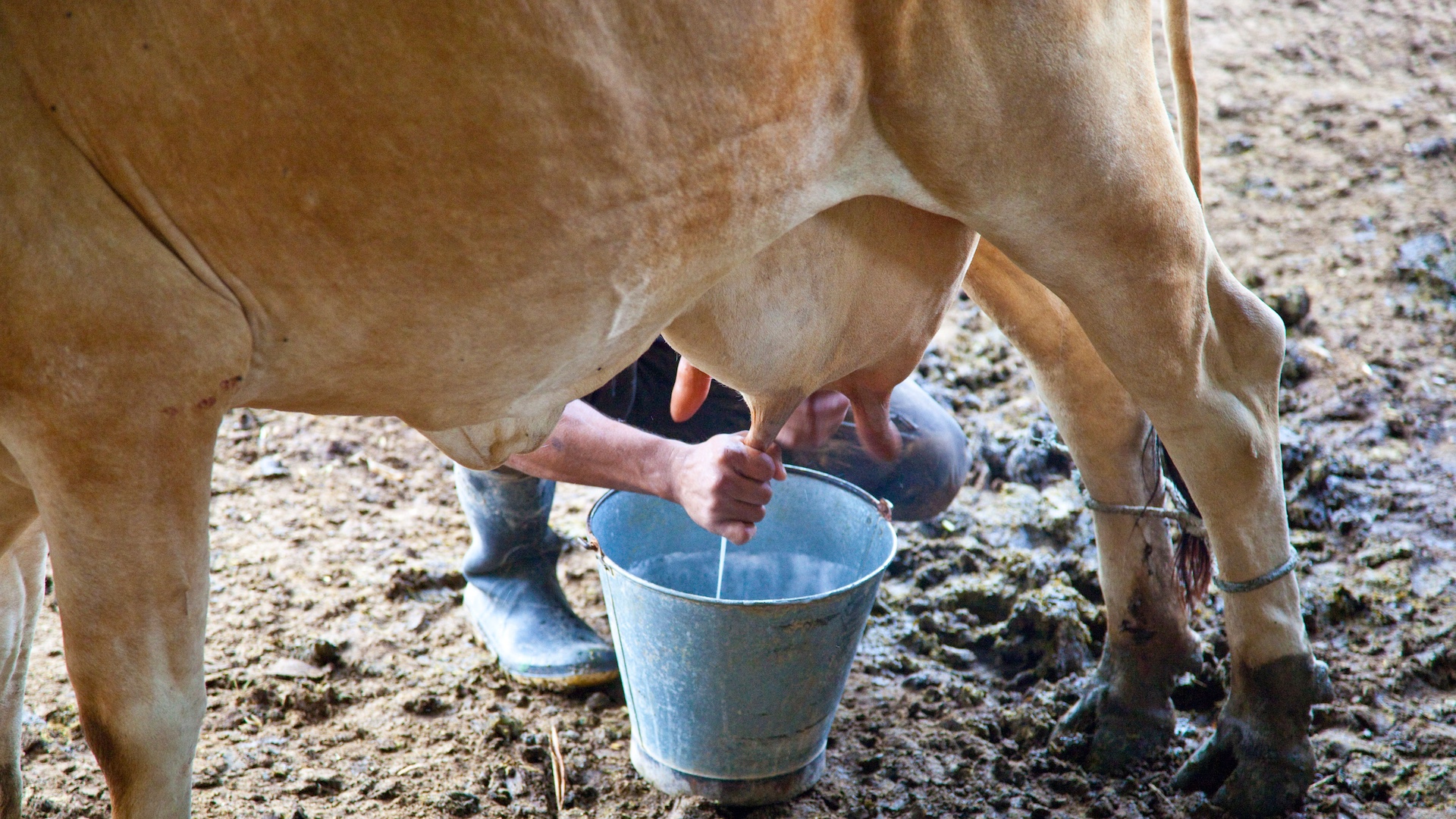 Milking cow