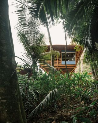 casa quinta by arquipelago, a wooden house on stilts above the rainforest canopy engulfed in greenery and open to nature